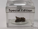 Meteorites Campo Del Cielo in a Magnifier Cube From 0.83 Grams - 3.87 Grams - The Periodic Element Guys