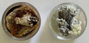 Periodic Element Rock Crystals with Carbon Indium Tantalum Manganese Chromium Silicon silver +++